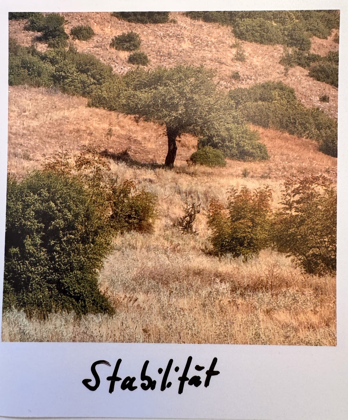 Steppenlandschaft mit einem einzelnen Baum, darunter handschriftlich das Wort Stabilität